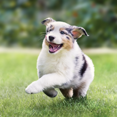 PRO PLAN puppy running in garden