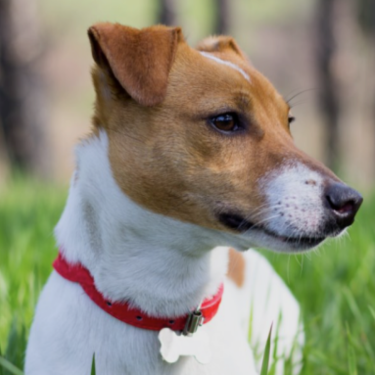 Lucky Dog - Dog laying on grass
