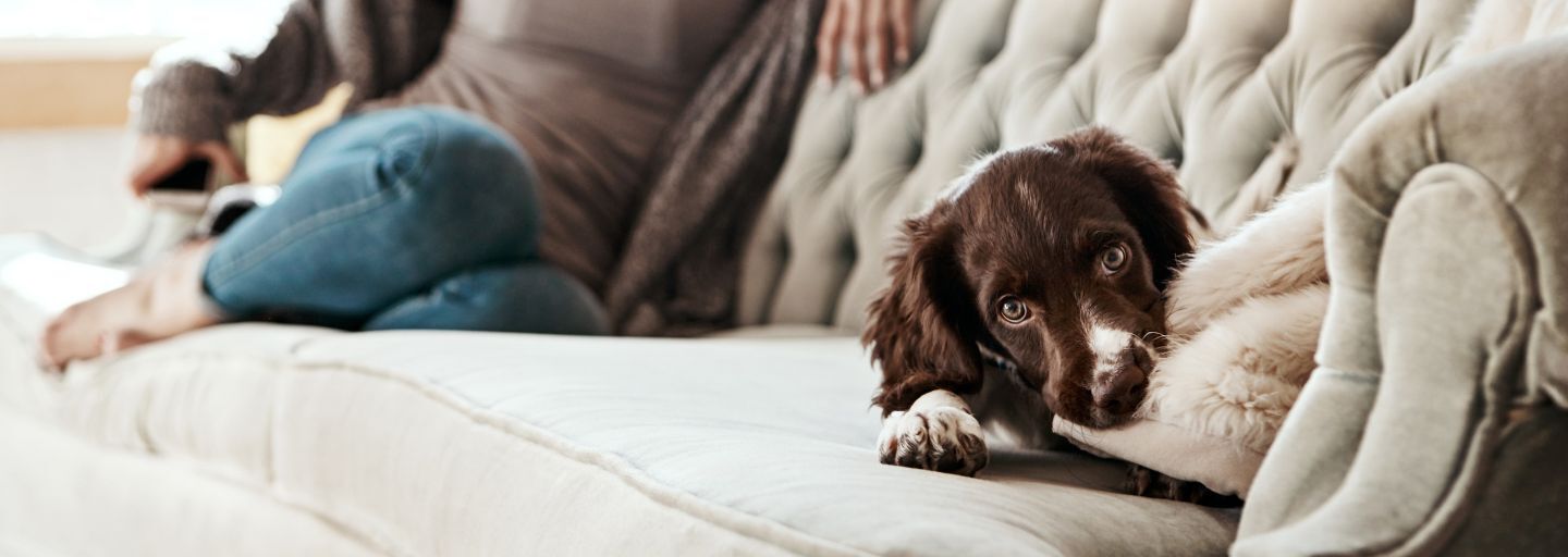 Dog chewing on lounge cushion