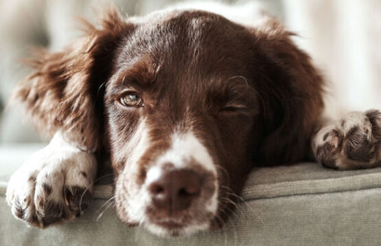 Total Care - Flea, Tick, Worming