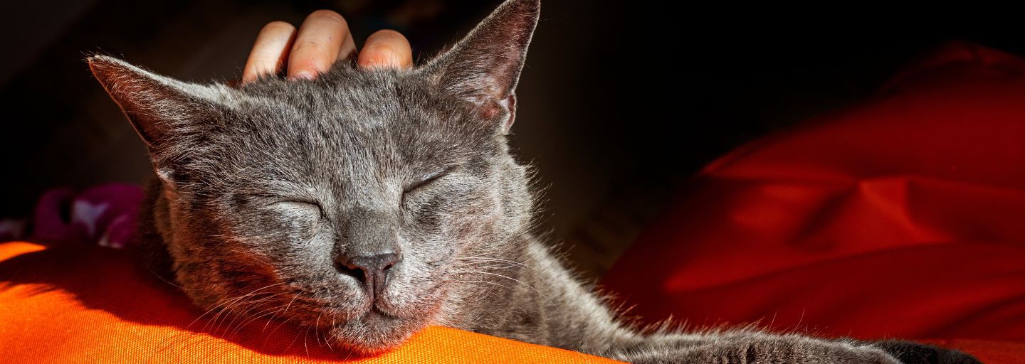 A grey cat with a relaxed expression enjoys a head massage while resting on an orange cushion.