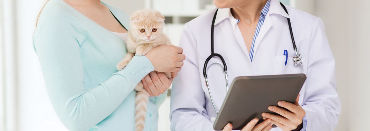 Kitten with owner at the vet