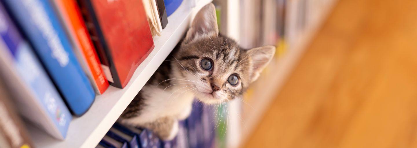 Kitten hiding in bookshelf