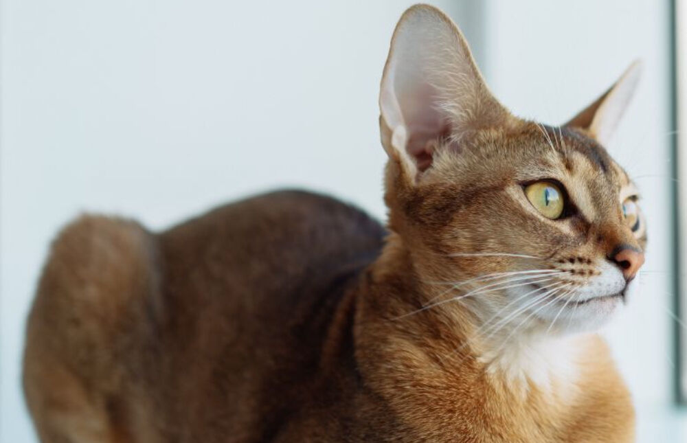 Abyssinian Cat laying down near the window and looking outside.