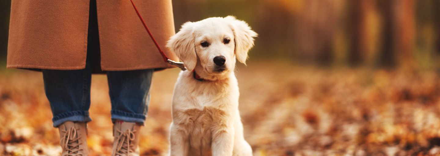 Puppy walking on a lead with owner