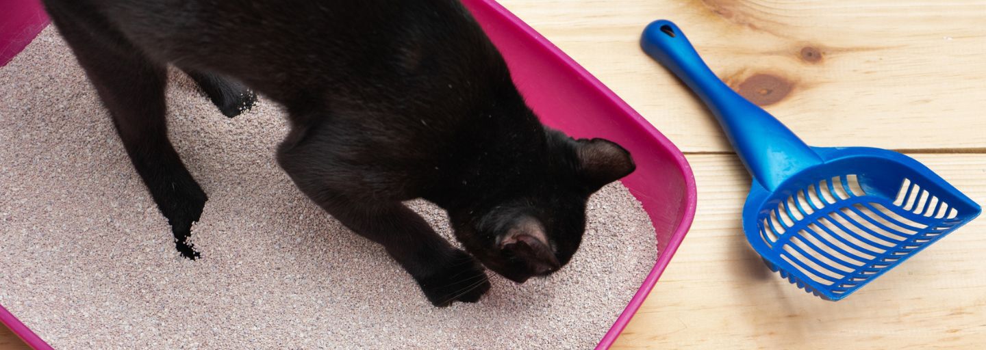 Cat scratching the litter in the litter box