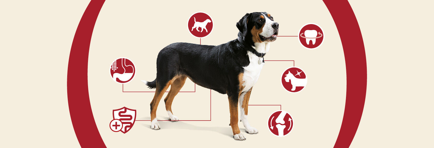 Dog health explained