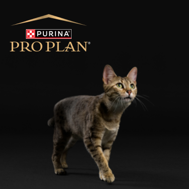 PRO PLAN cat on a black background