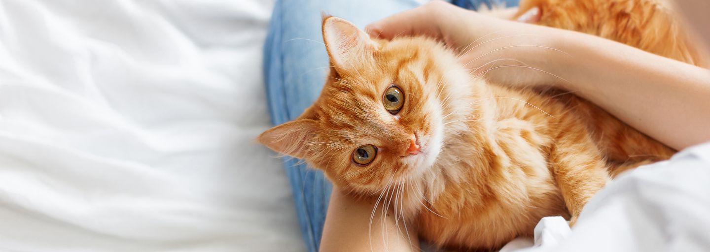 Ginger cat on someone's lap looking at the camera