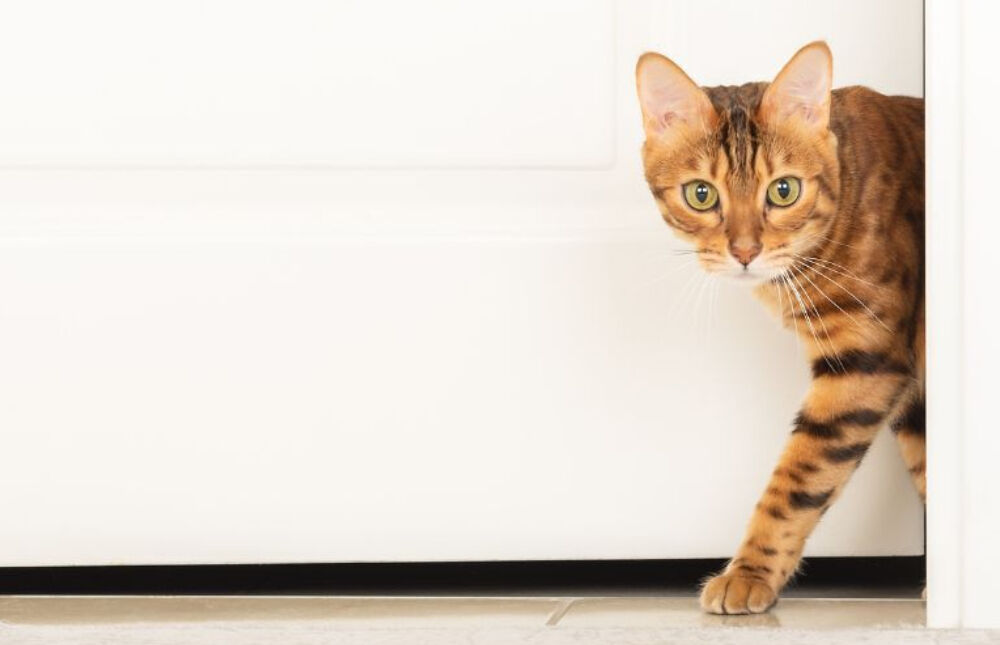 Bengal cat walking out of the room.