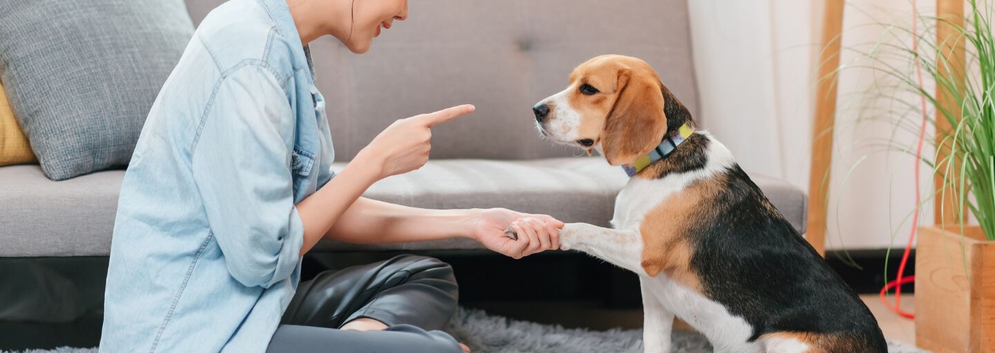 Owner doing some training with their dog