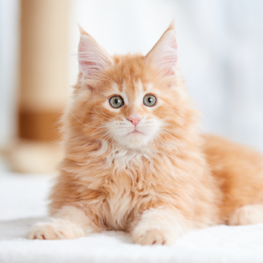 PRO PLAN kitten laying down