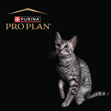 PRO PLAN cat on a black background