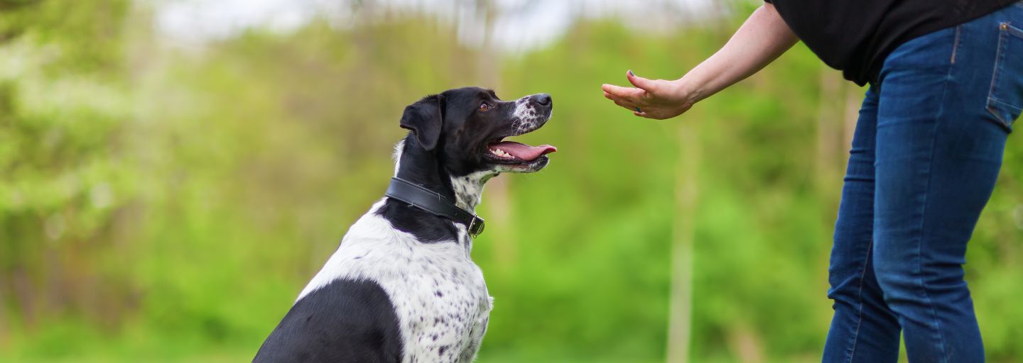 Dog doing some training exercises in the park with their owner