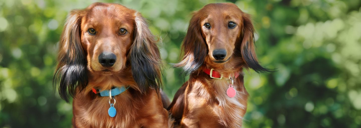 two adorable dachshund dogs sitting together outdoors in summer with id tags.