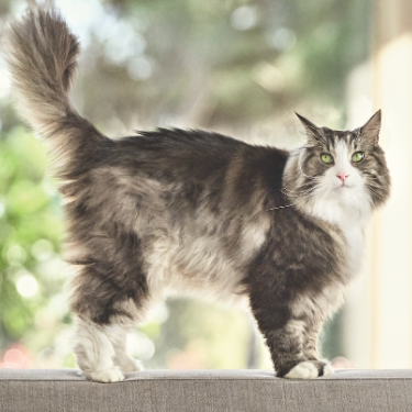PRO PLAN cat walking on couch