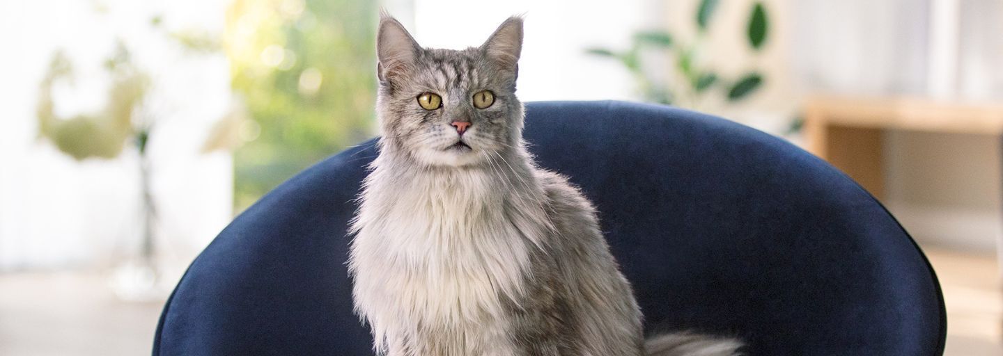 Purina ONE cat on a hair
