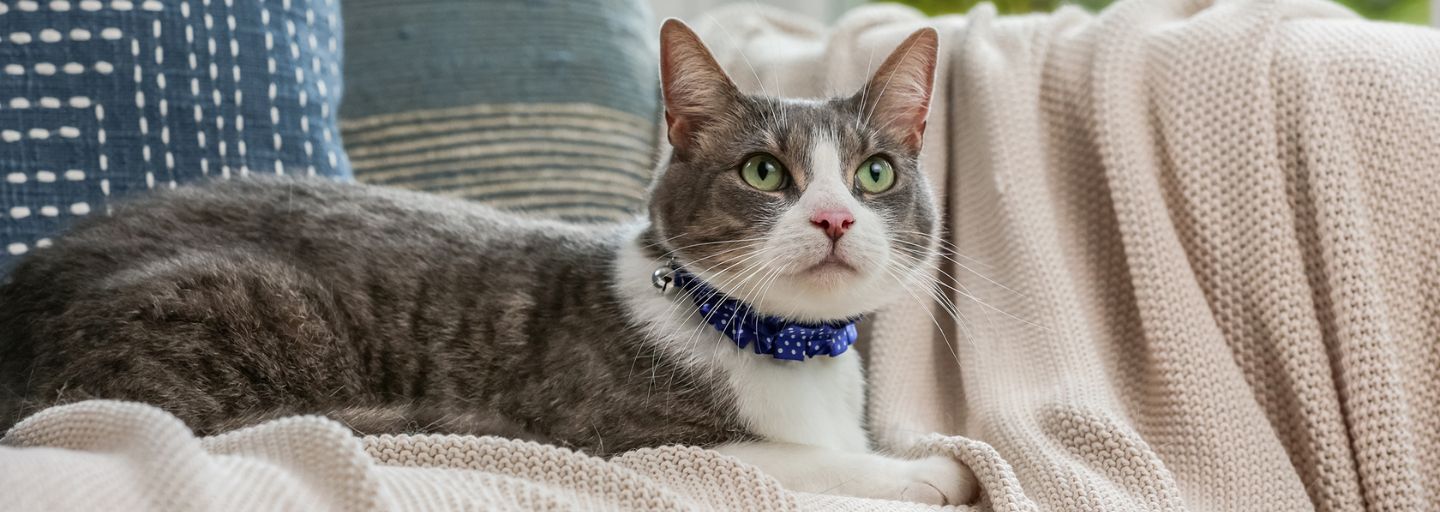 cat laying down on couch