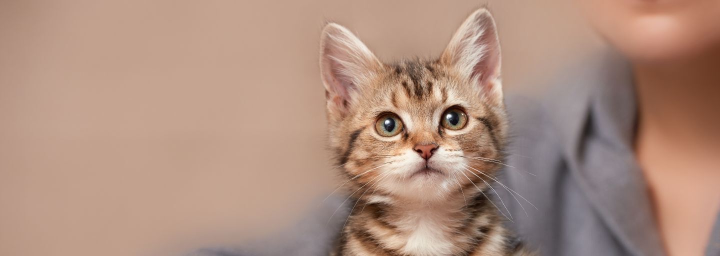 introducing kitten to family