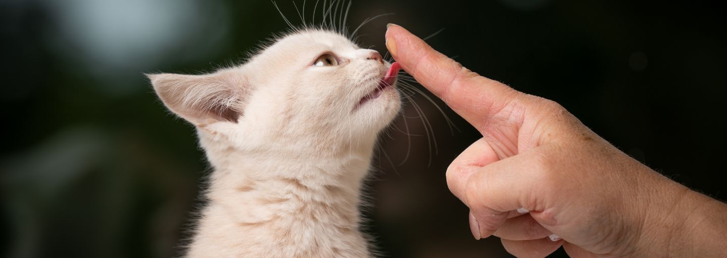 Weaning kitten
