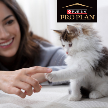 PRO PLAN kitten touching womans finger