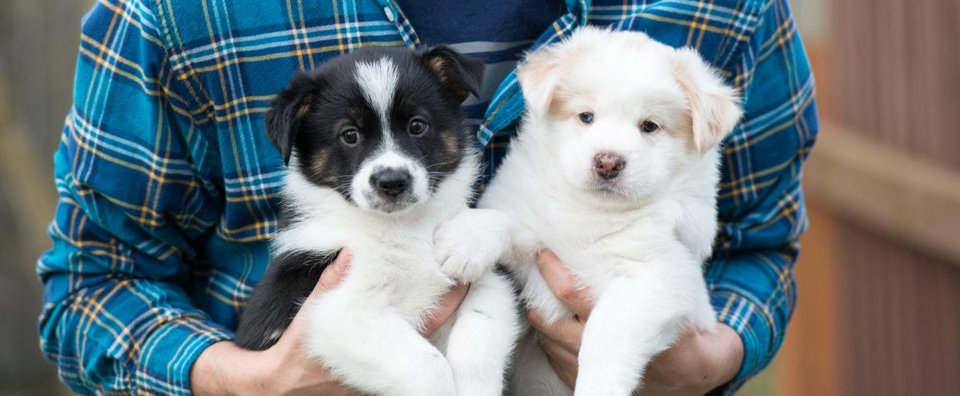 man carrying two puppies