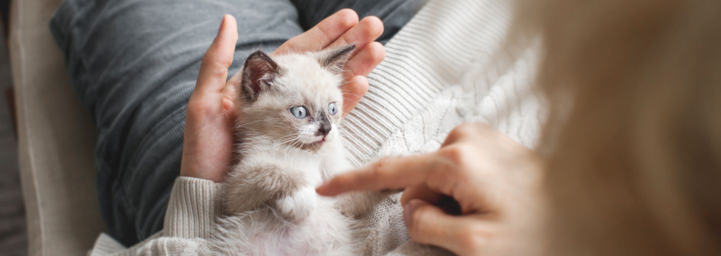 Owner playing with kitten who is laying on their lap