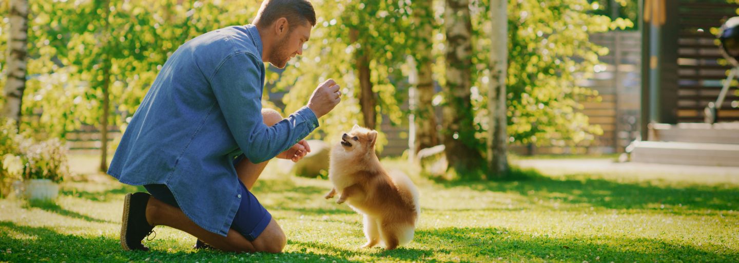 Owner teaching their dog a trick in the park