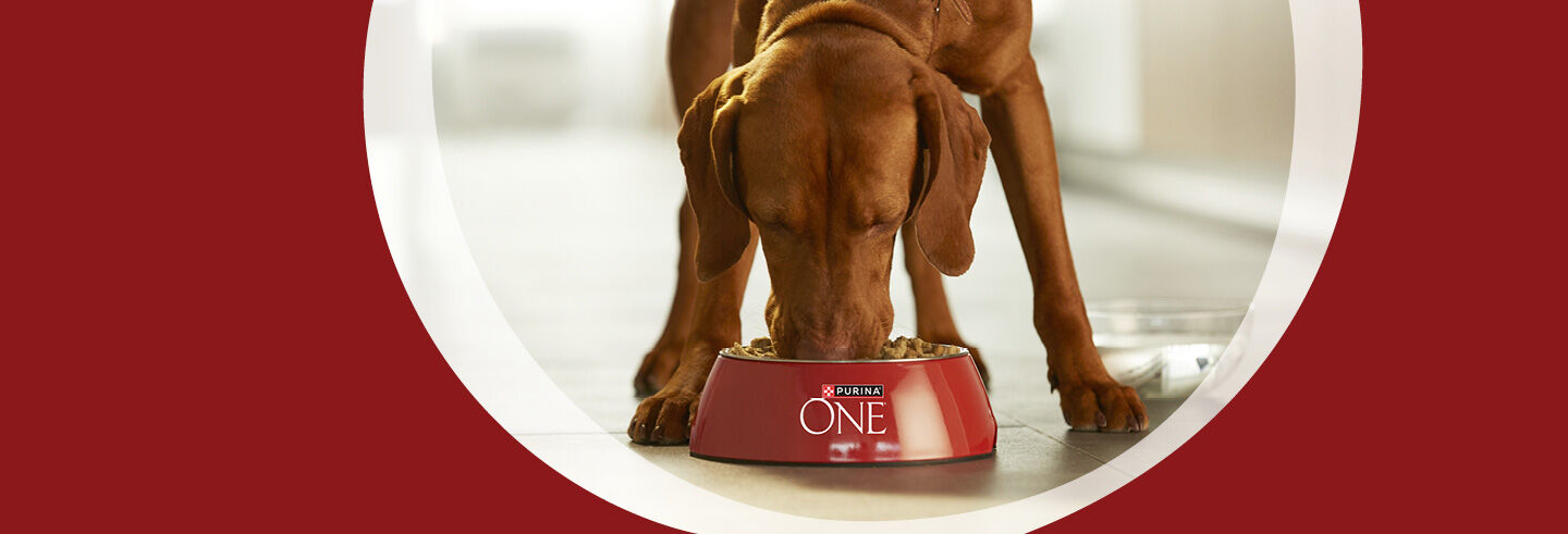 Purina ONE dog eating from a bowl