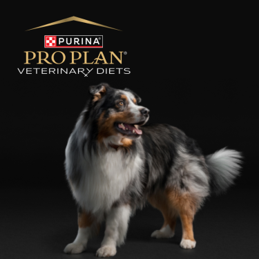PRO PLAN Veterinary Diets - dog on a black background
