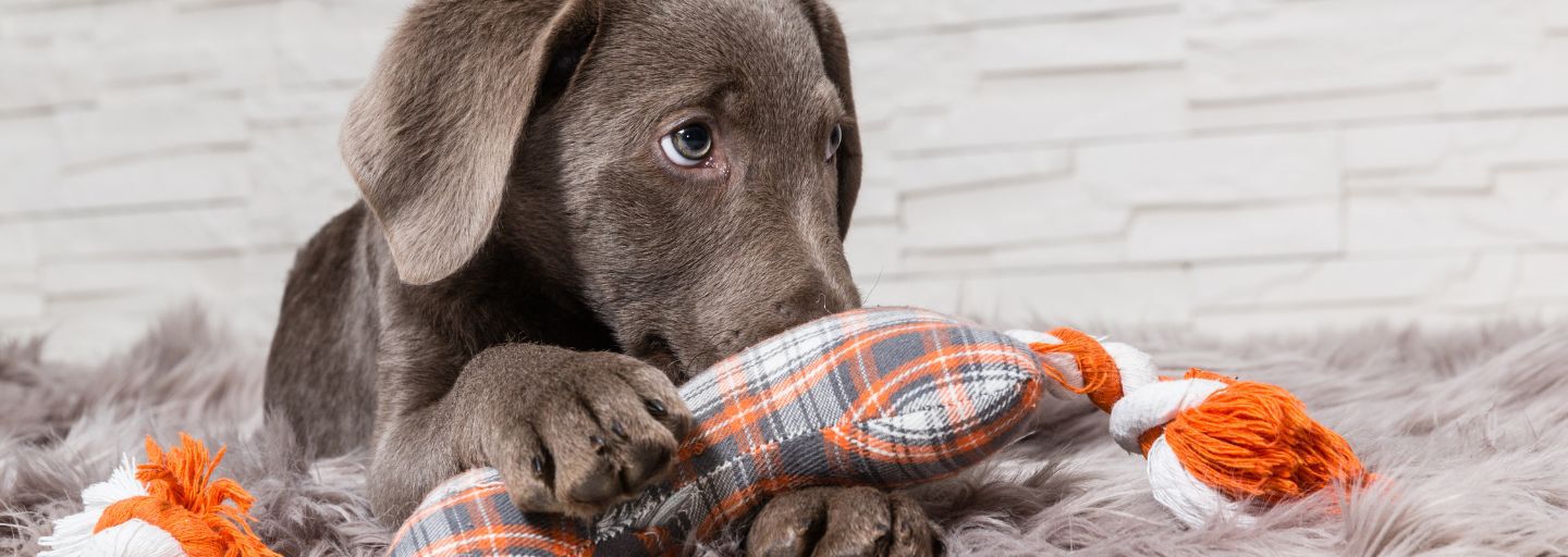 Puppy playing with dog toy